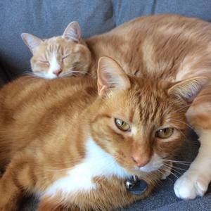 Meet your Posher, Pamela